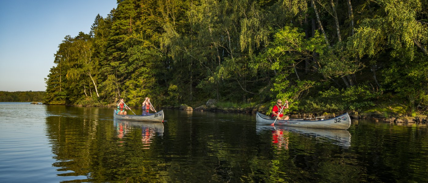 Människor som paddlar i två kanoter på ett stilla vatten vid en skog
