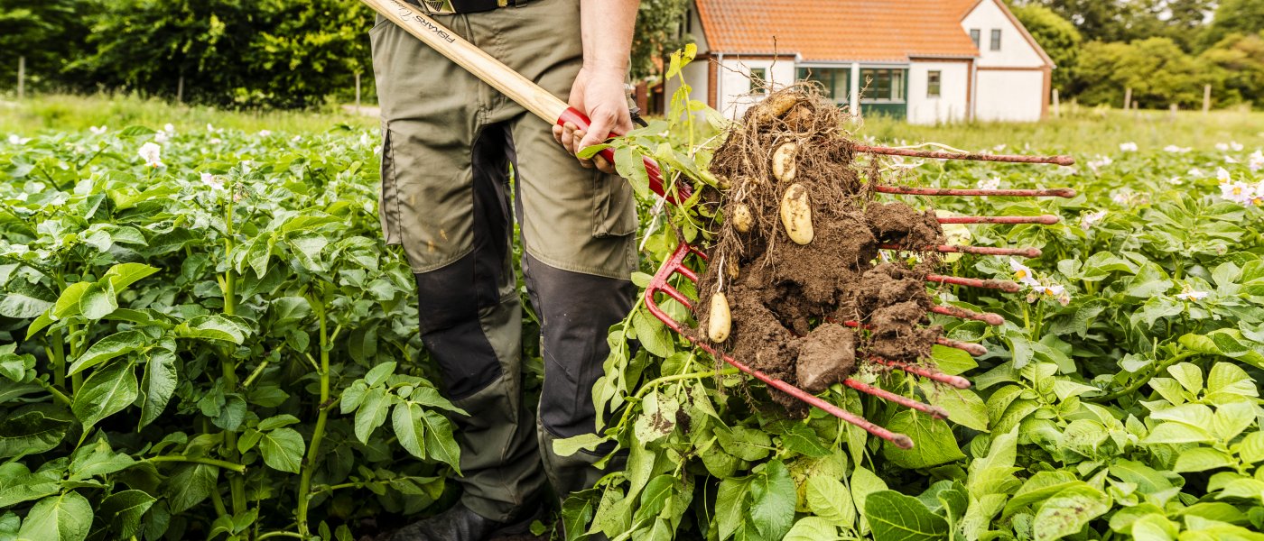 En person står mitt i ett potatisland och håller en grep full med jord och potatisar
