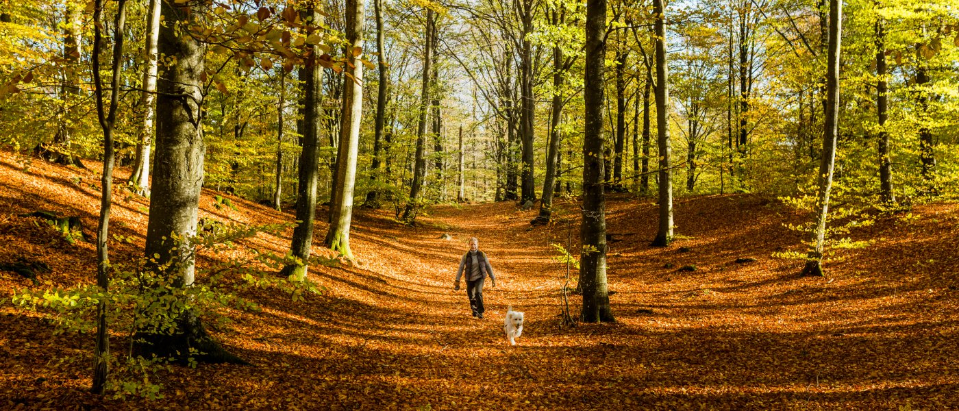 Vandrare med hund går i en grönskande bokskog. Foto.