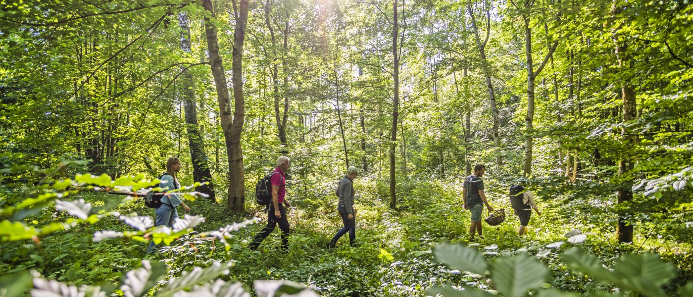 Fem personer går efter varandra i en skog. De är på jakt efter ätbara växter. Foto.