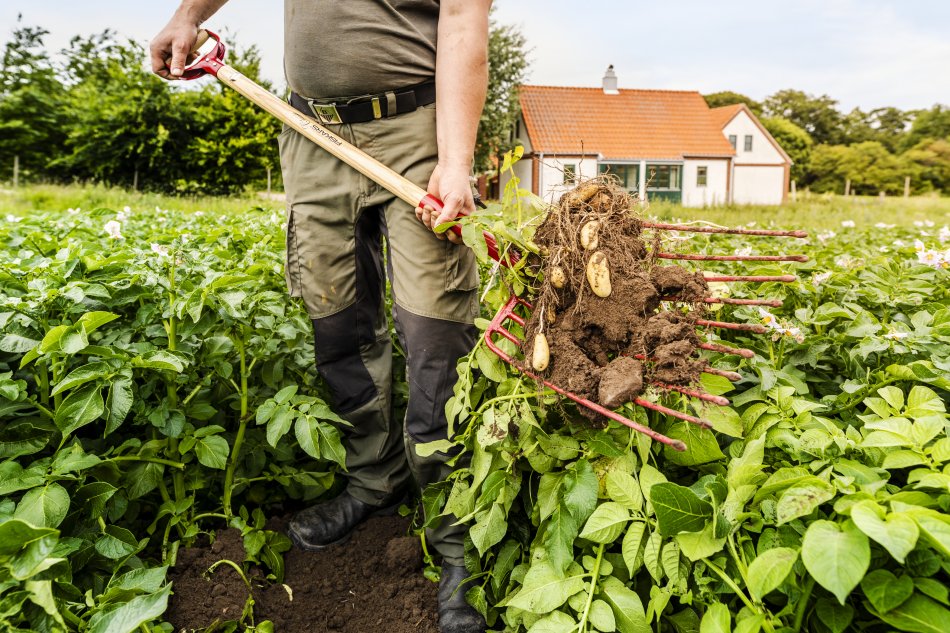 En person står i en potatisåker med en grep fylld med potatis och jord