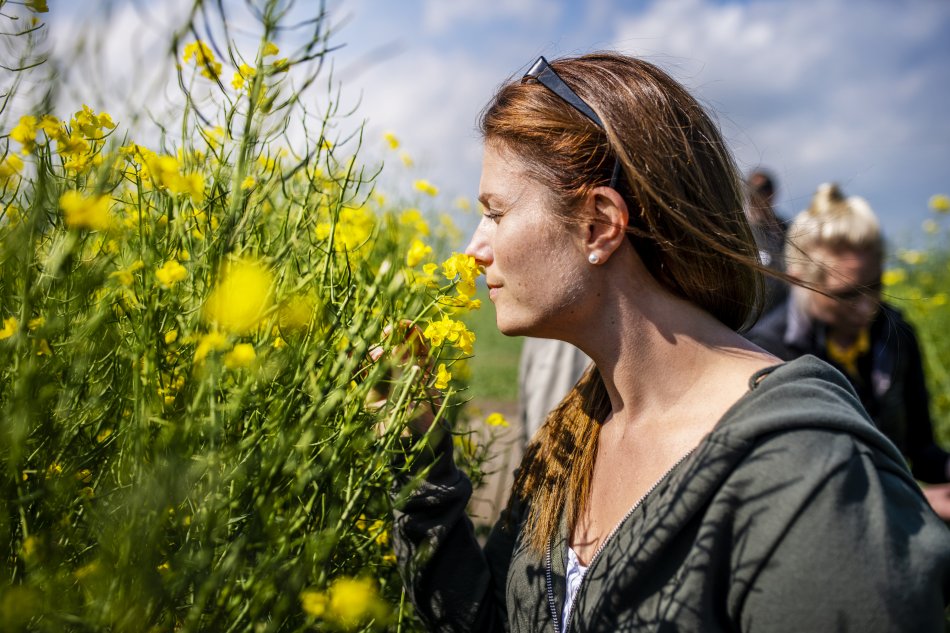 En kvinna luktar på rapsblommorna vid ett blommande rapsfält 